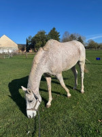 Vente de cheval : COCKAIL DE THELEM